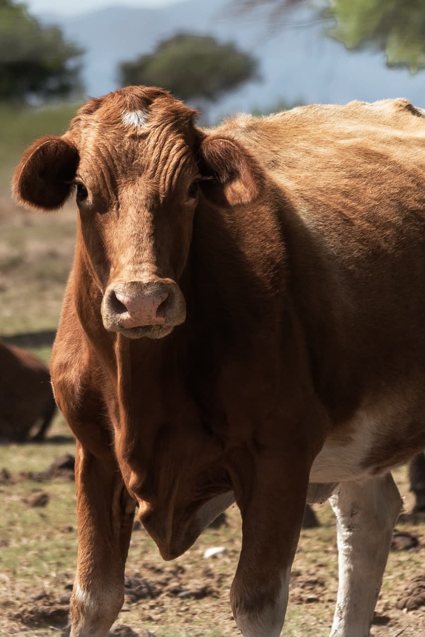 Retrato de una vaca Beefmaster mirando a cámara