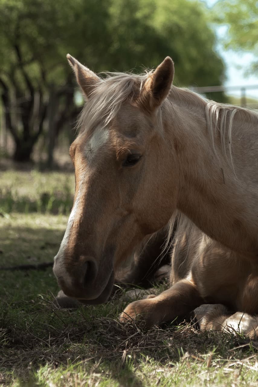 Caballo palomino descansando a la sombra
