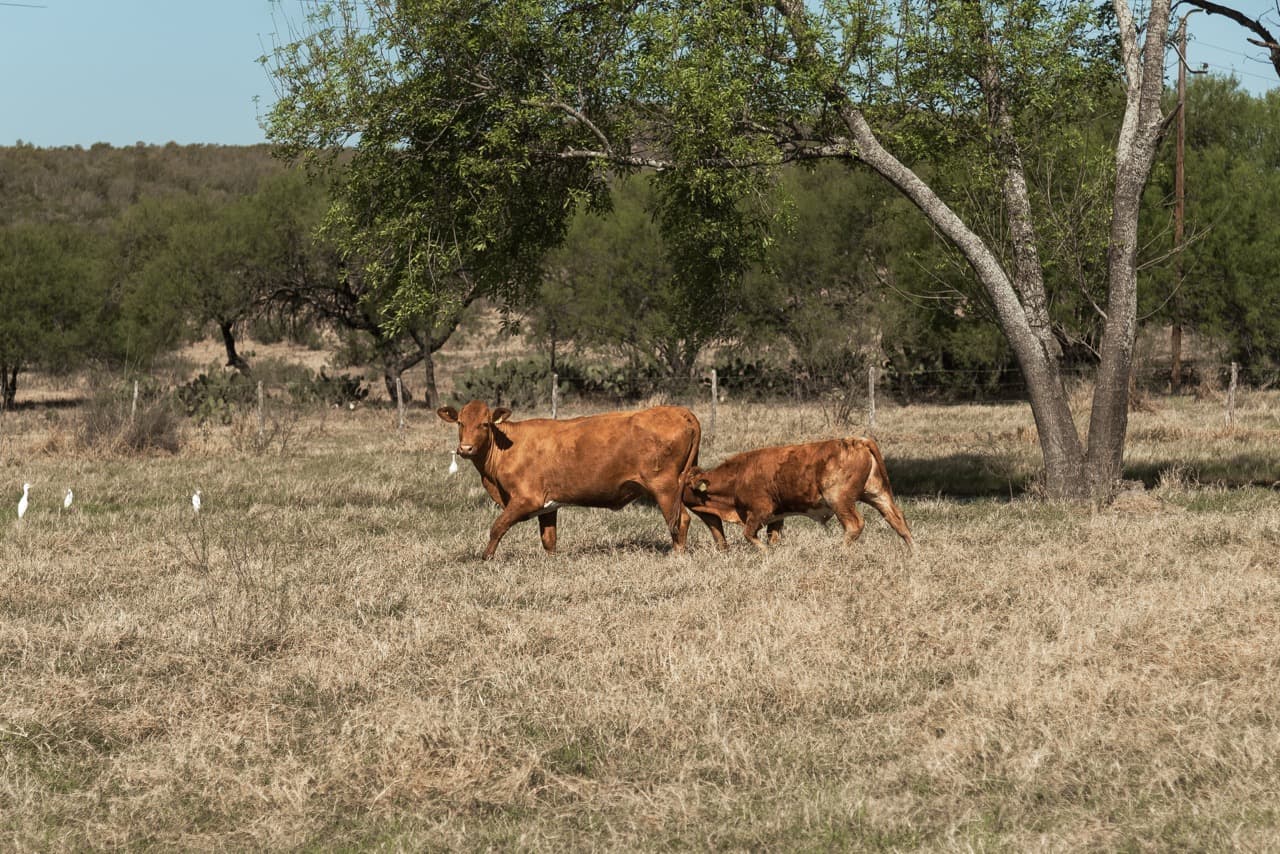 Vaca Beefmaster con su becerro entre garzas