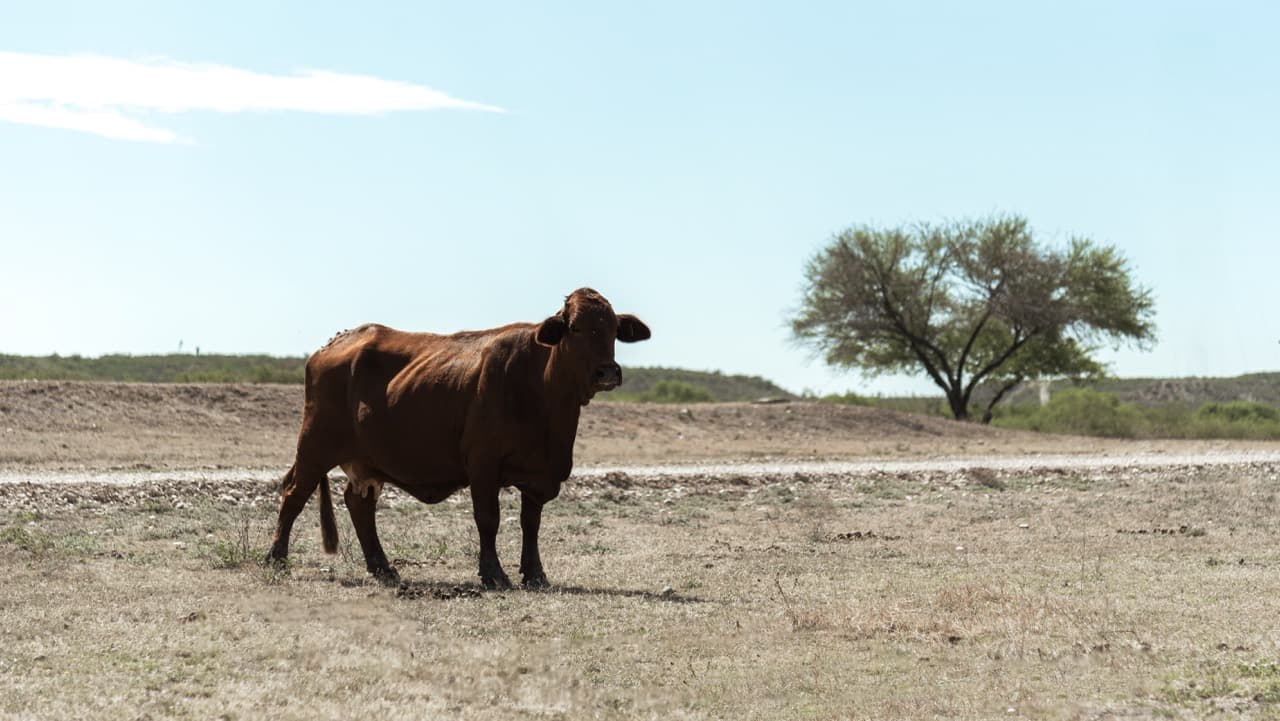 Vaca Beefmaster en el llano bajo el gran cielo