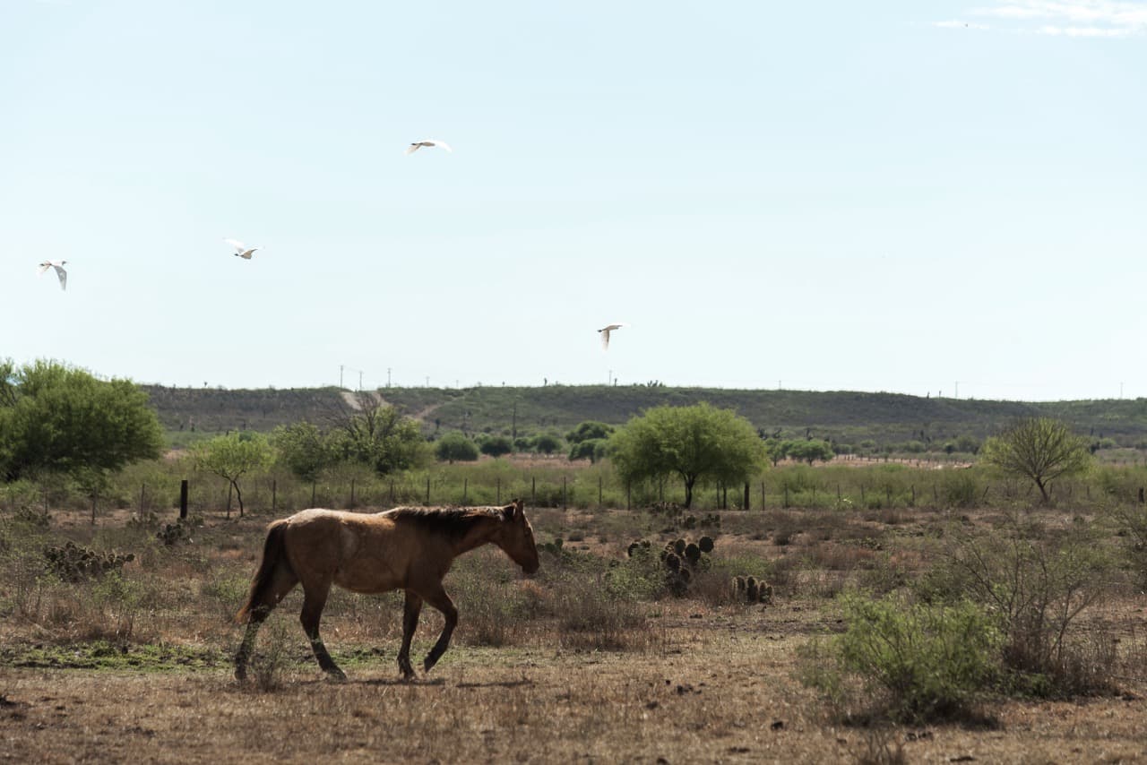Quarter Horses and Paints