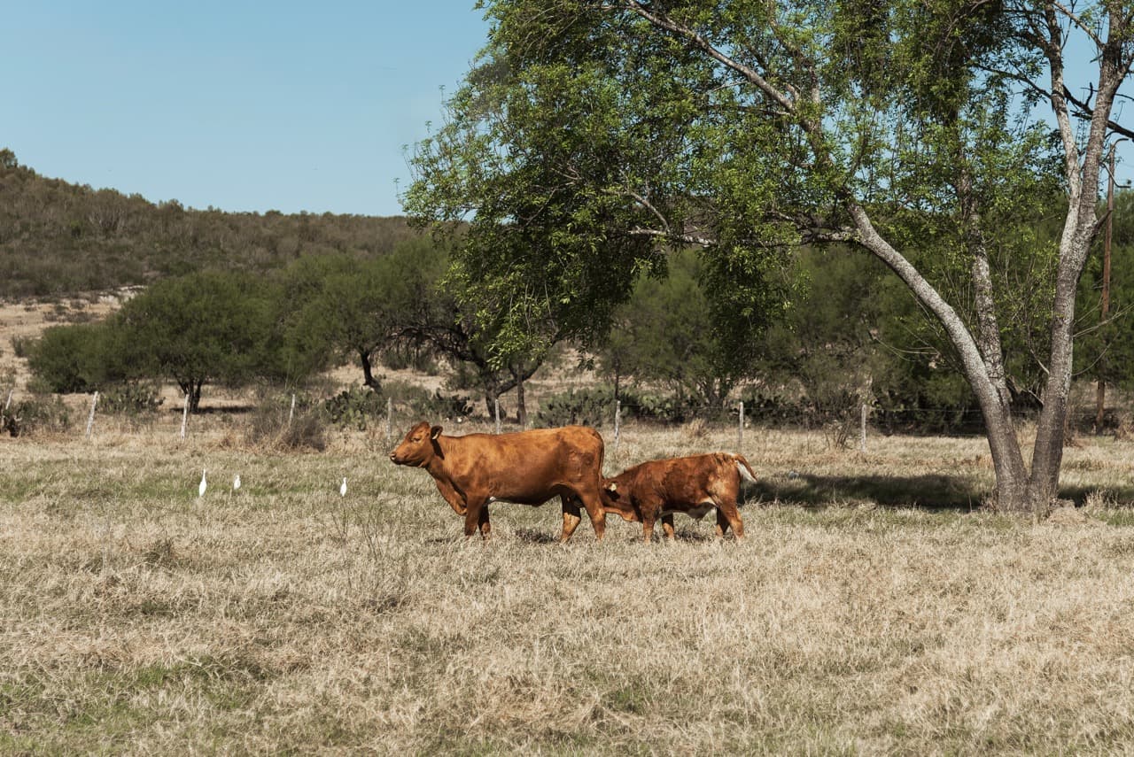 Beefmaster cattle
