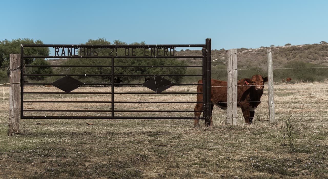 Portón de entrada del Rancho 21 de Enero con un ejemplar Beefmaster