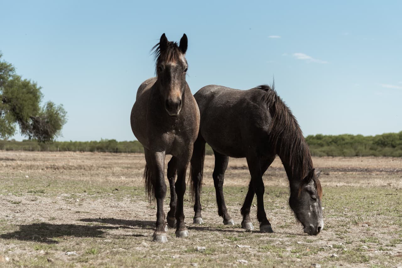 Dos caballos en el potrero bajo el cielo abierto