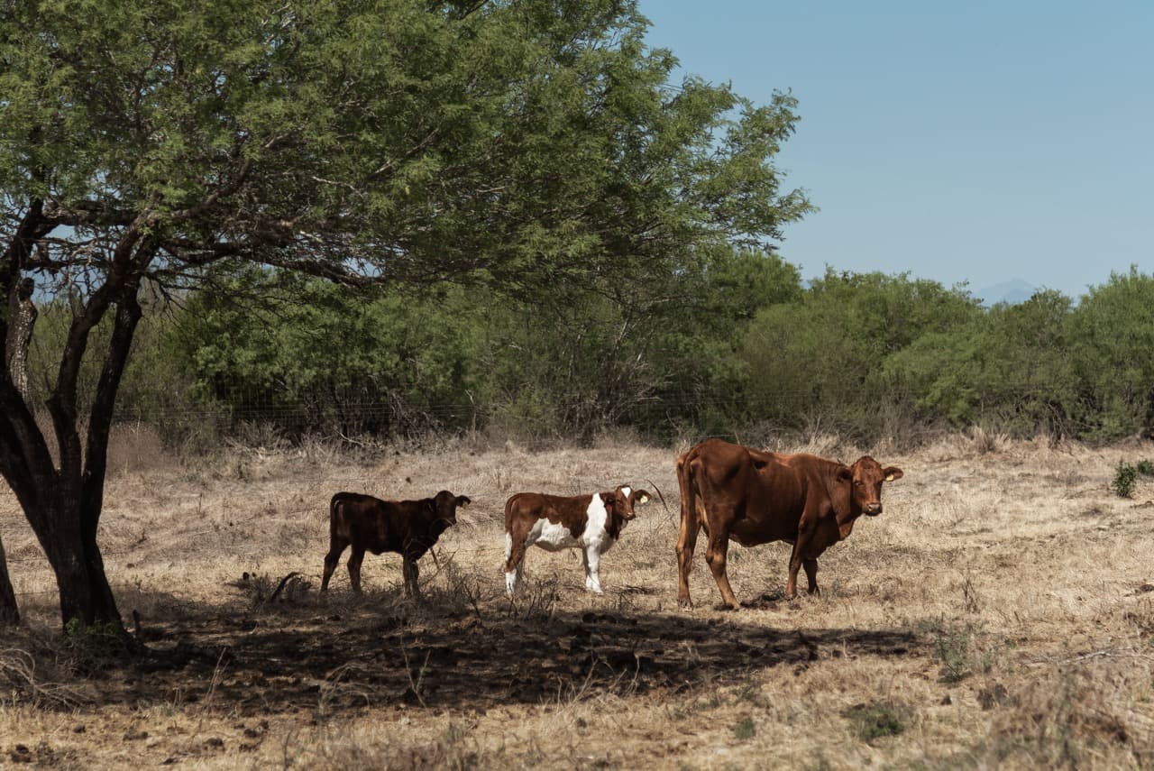 Vaca Beefmaster con dos becerros a la sombra de un mezquite