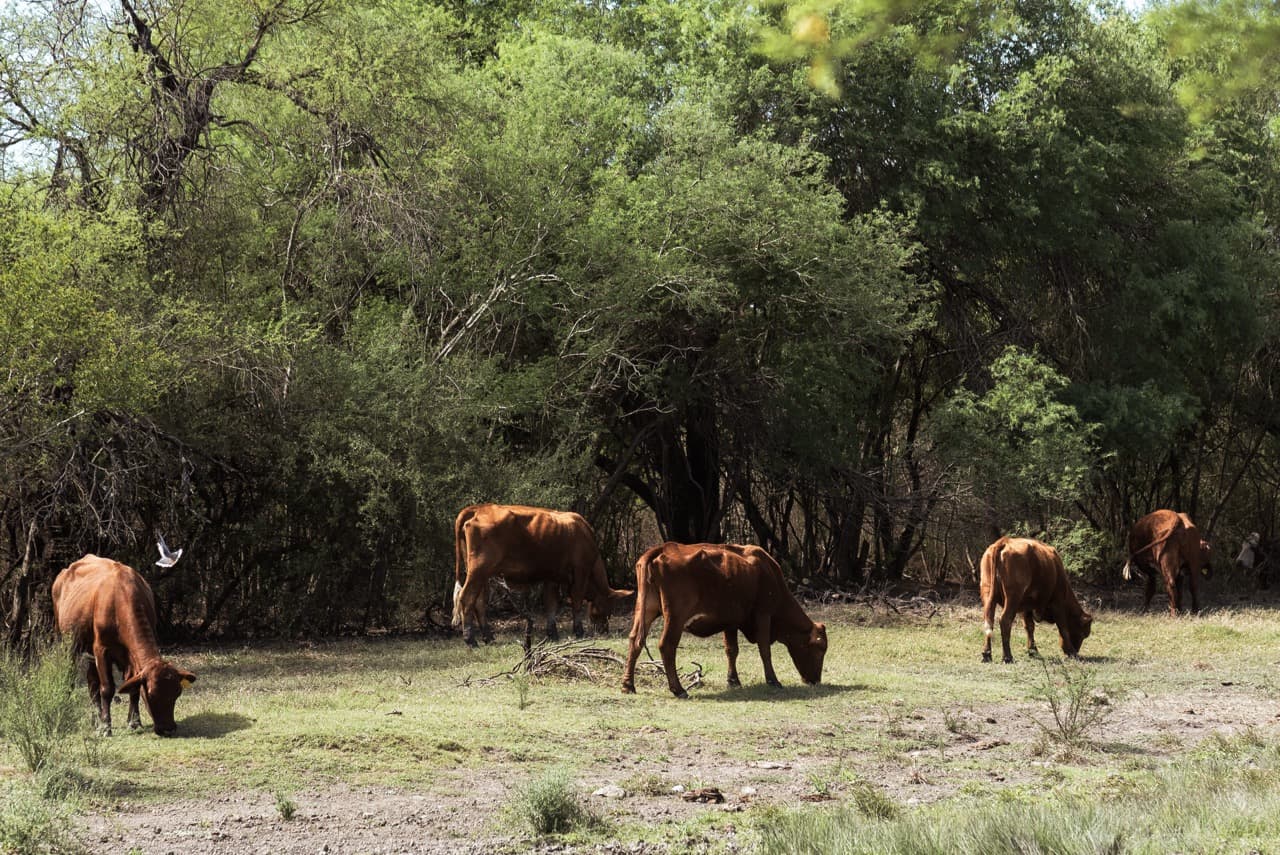 Hato Beefmaster pastando entre la vegetación del rancho